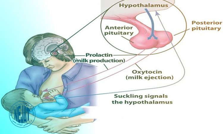 هورمون پرولاکتین چیست؟